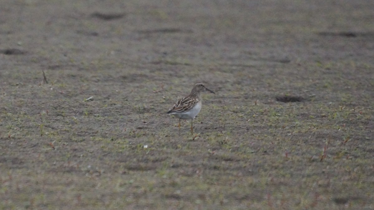 Çizgili Kumkuşu - ML644283998