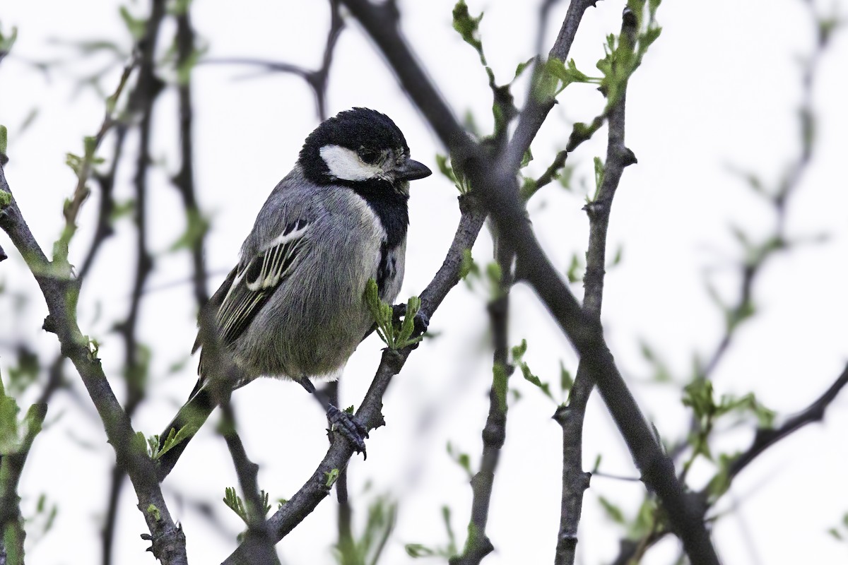 Somali Tit - ML644283999