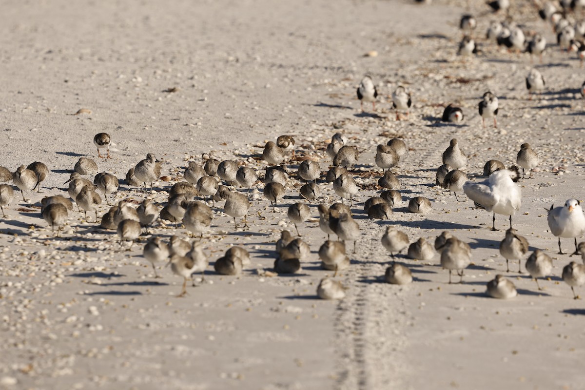 Red Knot - ML644284010
