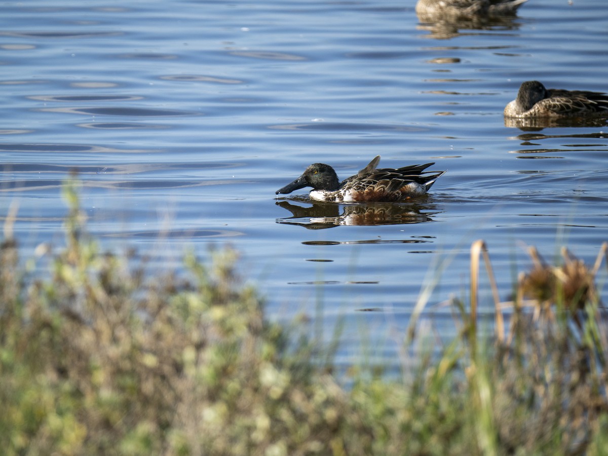 琵嘴鴨 - ML644284012