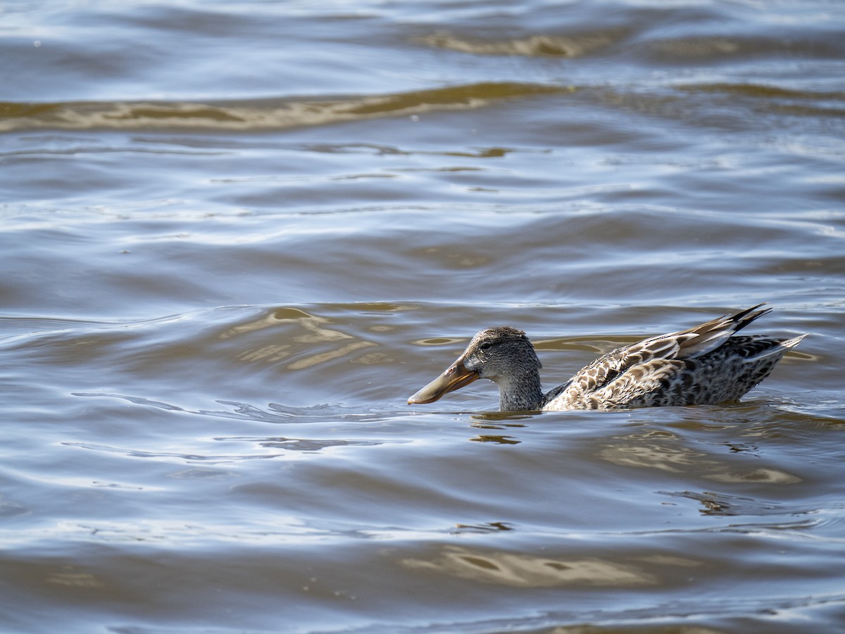 琵嘴鴨 - ML644284013
