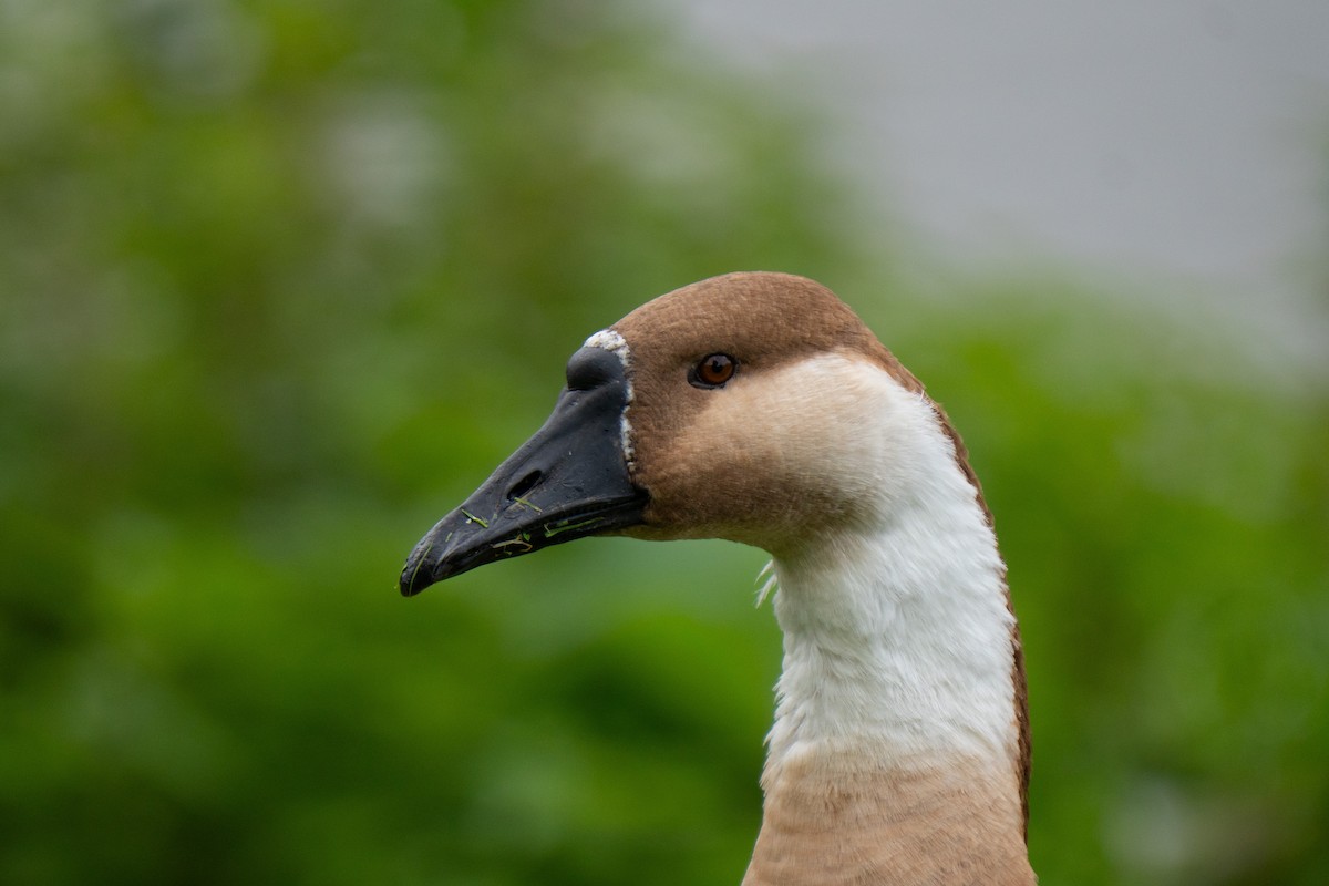 husa labutí (domestikovaná) - ML644284018