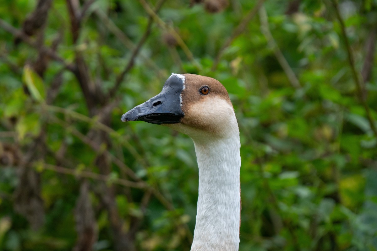 husa labutí (domestikovaná) - ML644284019