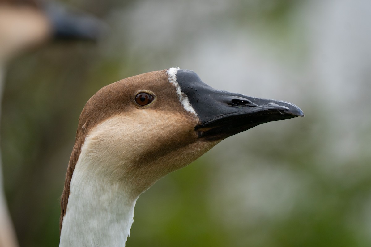 husa labutí (domestikovaná) - ML644284020