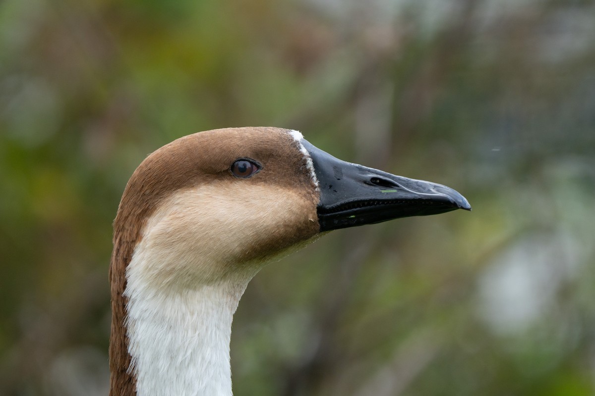 husa labutí (domestikovaná) - ML644284022