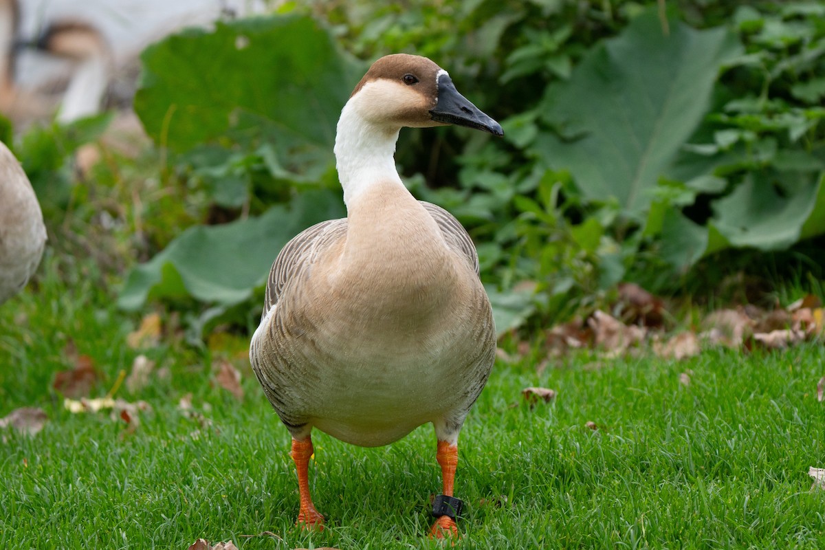 husa labutí (domestikovaná) - ML644284023