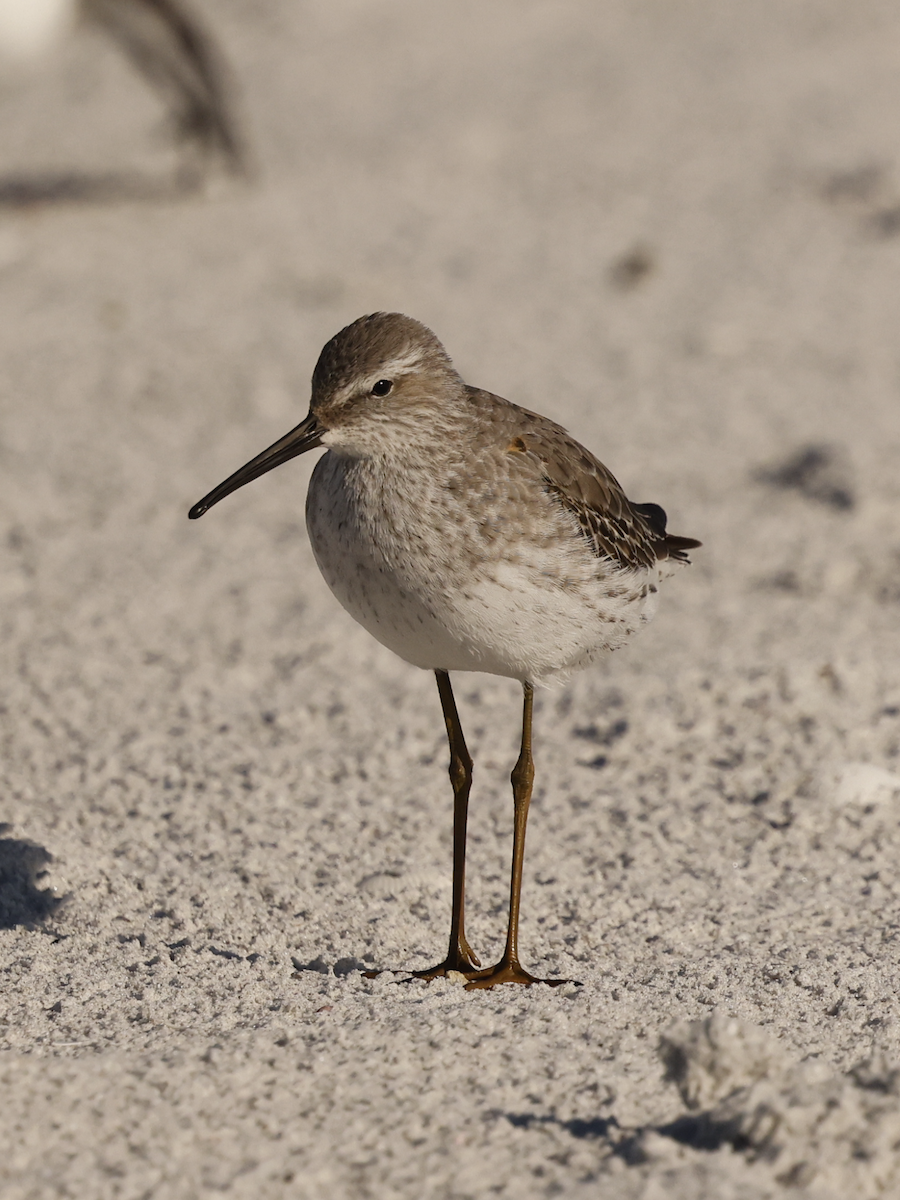 Stilt Sandpiper - ML644284024