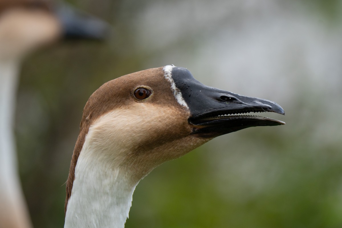 husa labutí (domestikovaná) - ML644284025