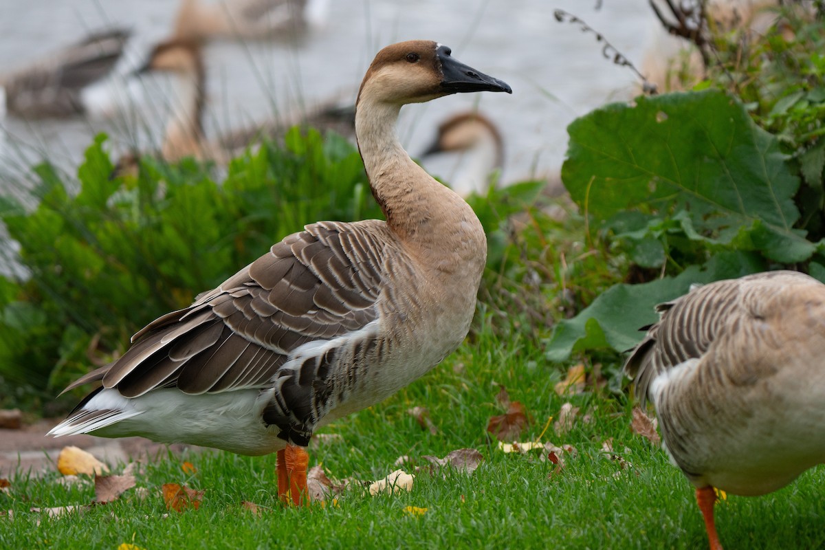 husa labutí (domestikovaná) - ML644284026