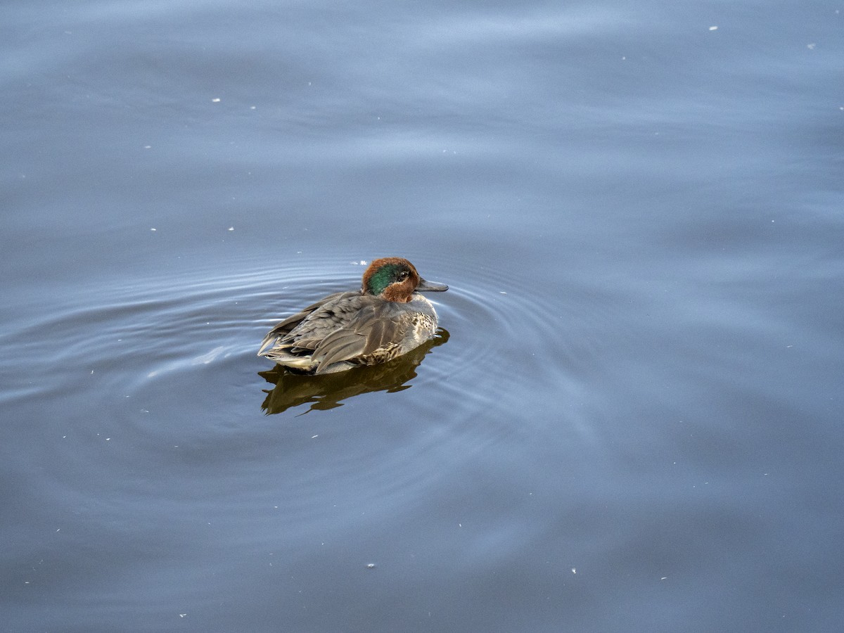 小水鴨 - ML644284031