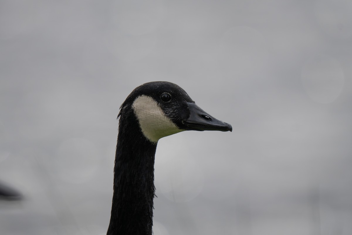 Oca canadese maggiore - ML644284045