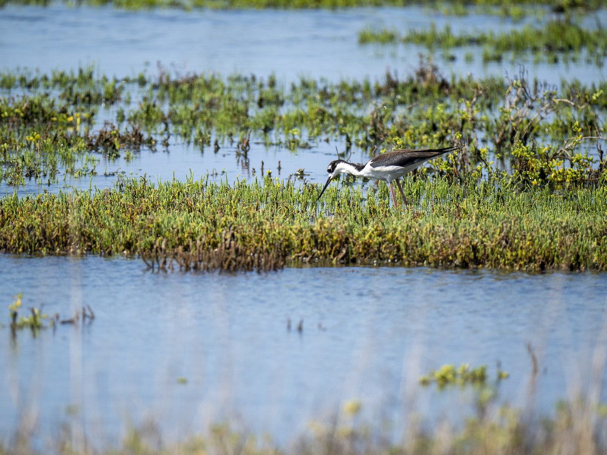 Black-necked Stilt - ML644284048