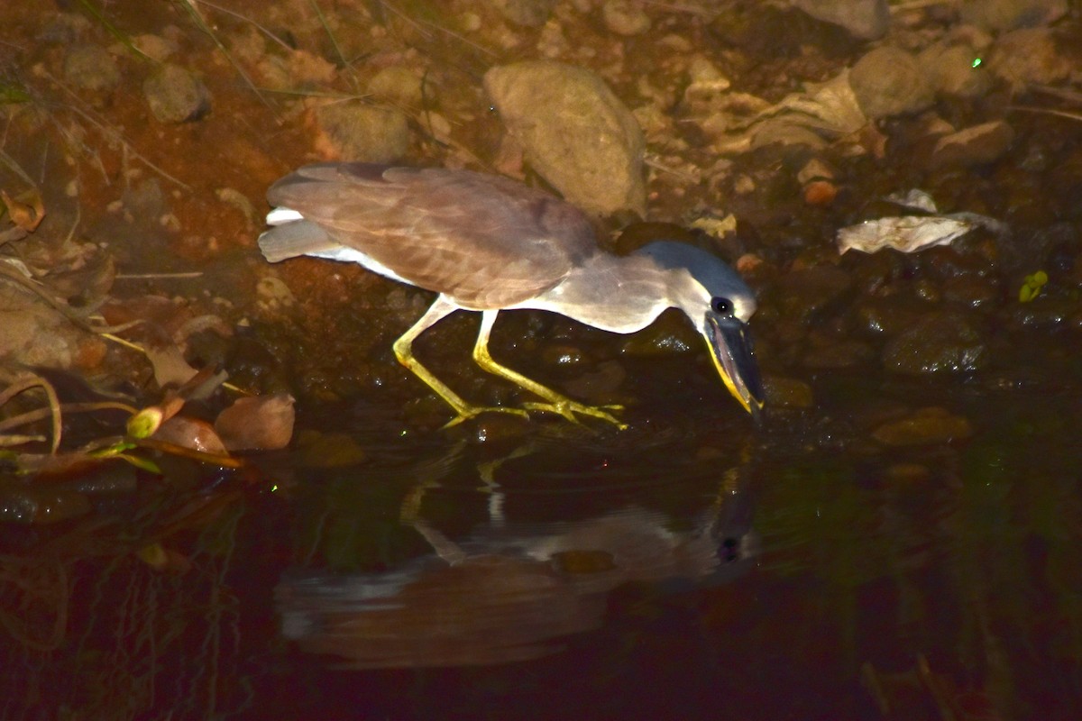 Boat-billed Heron - ML644284049