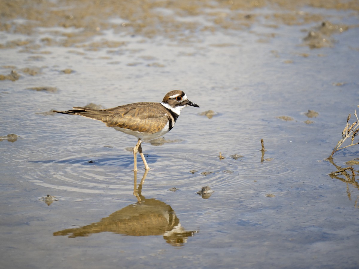 Killdeer - ML644284066