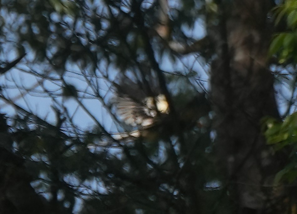 White-winged Magpie - ML644284072