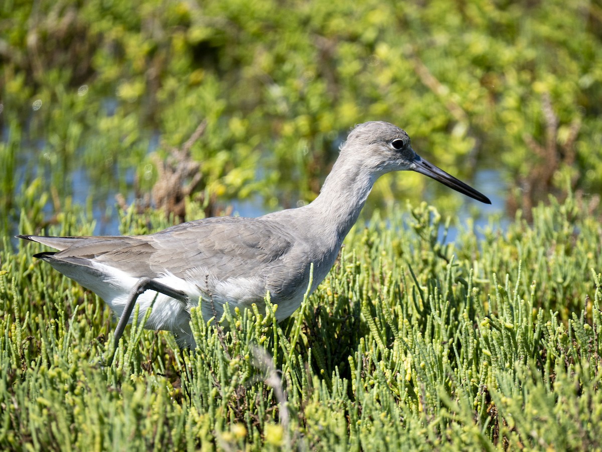 Willet - ML644284073