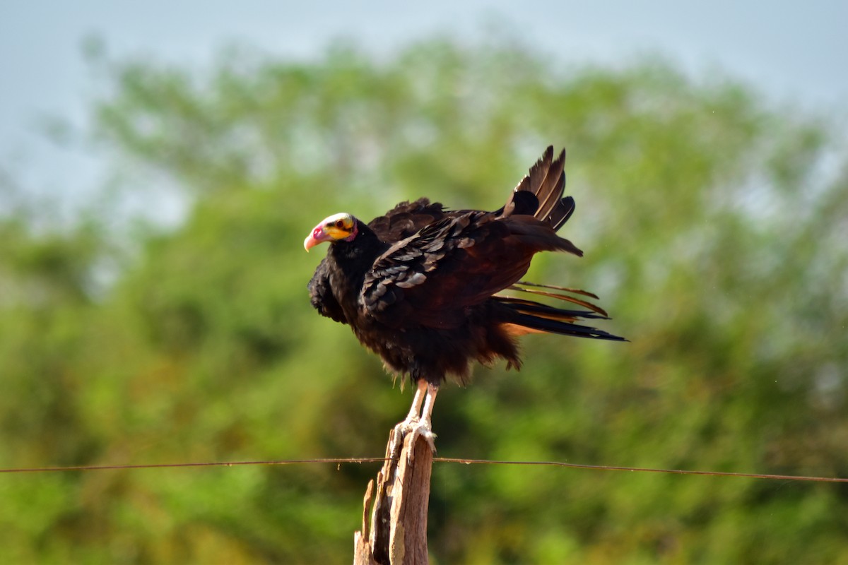 myrkondor - ML644284082