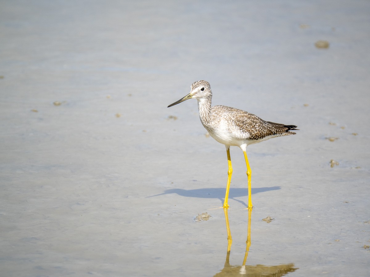 Greater Yellowlegs - ML644284088