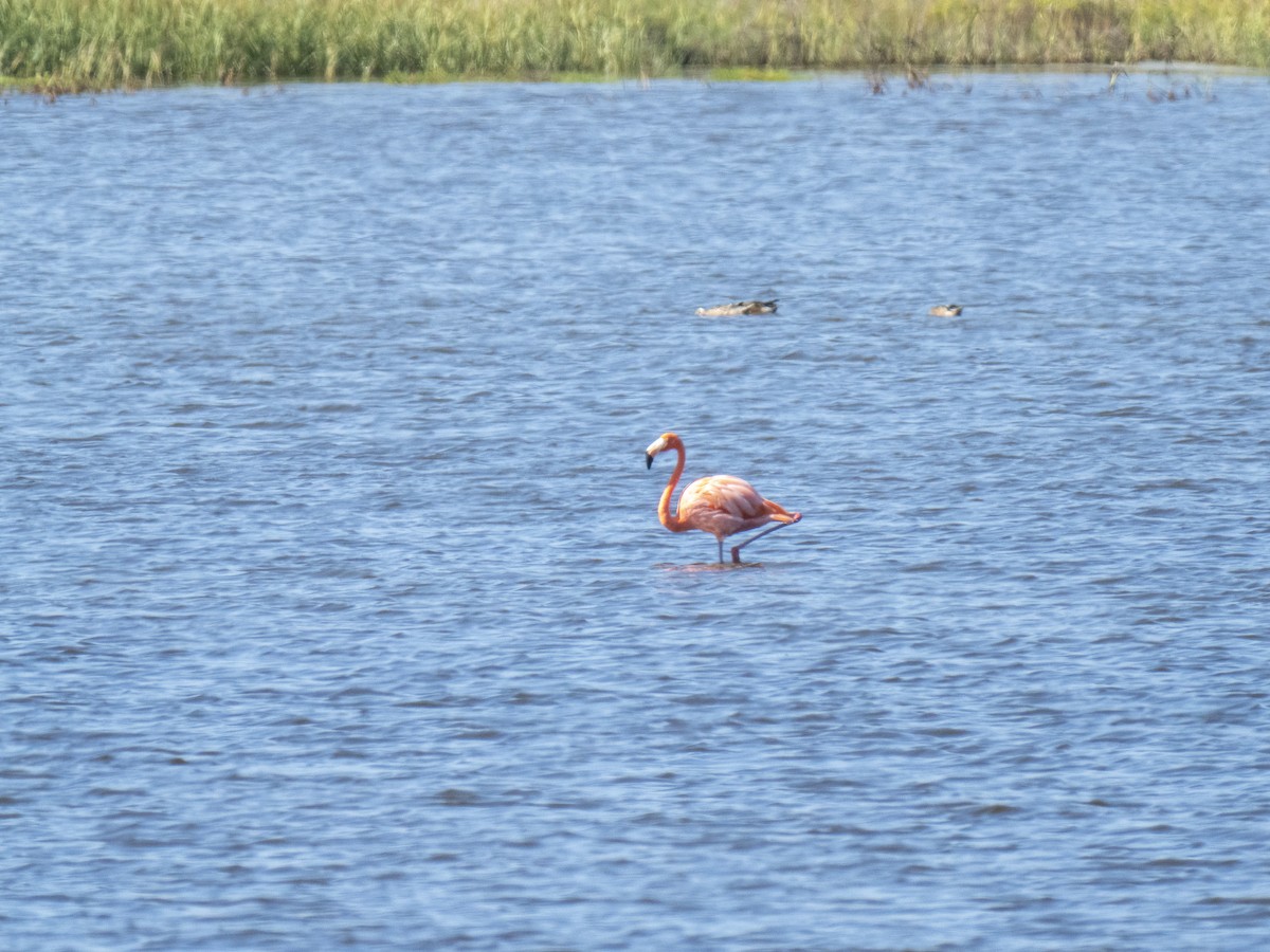 American Flamingo - ML644284096