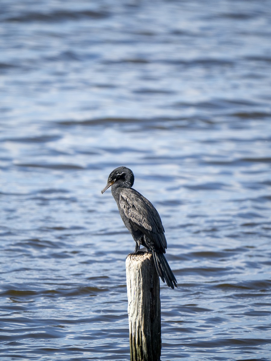 Neotropic Cormorant - ML644284117