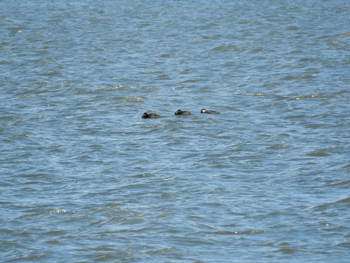 Black Scoter - ML644284118