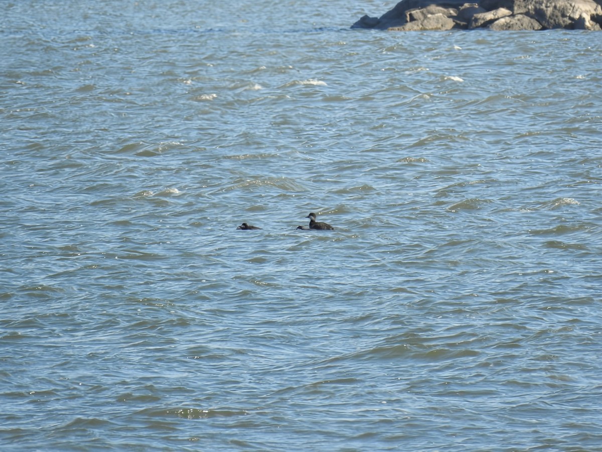 Black Scoter - ML644284119
