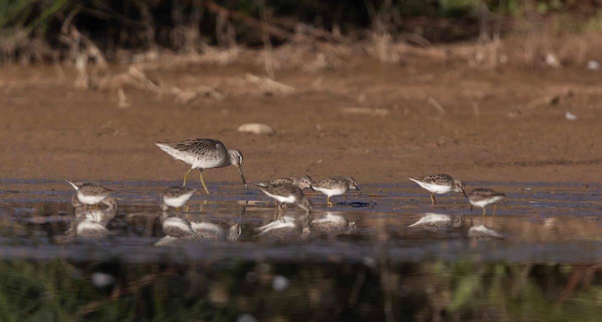 Неголь довгодзьобий - ML644284121