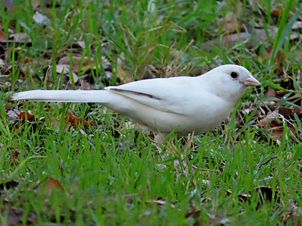 California Towhee - ML644284122