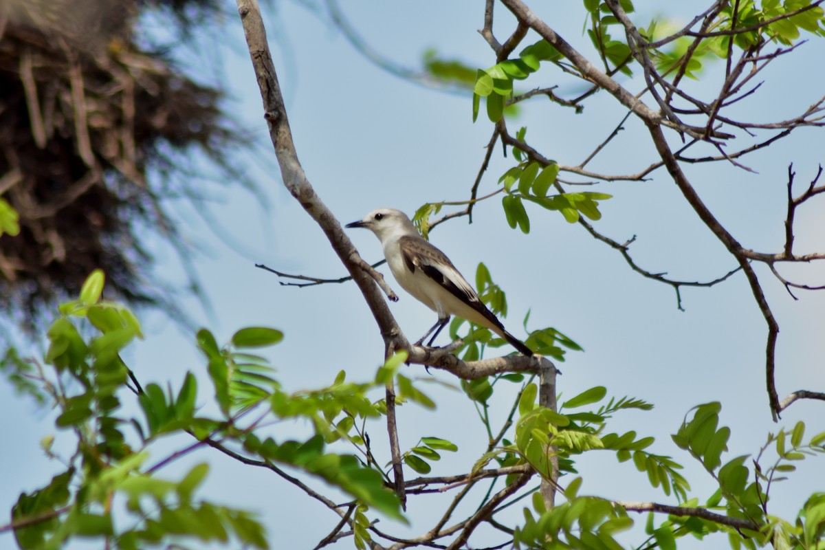 White-rumped Monjita - ML644284123
