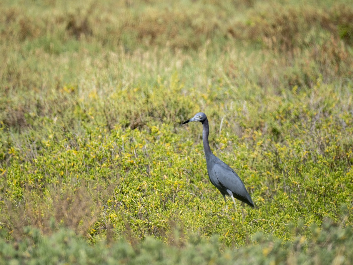 Little Blue Heron - ML644284124