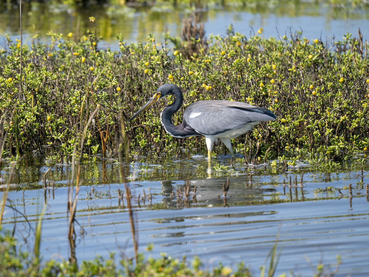 Tricolored Heron - ML644284130