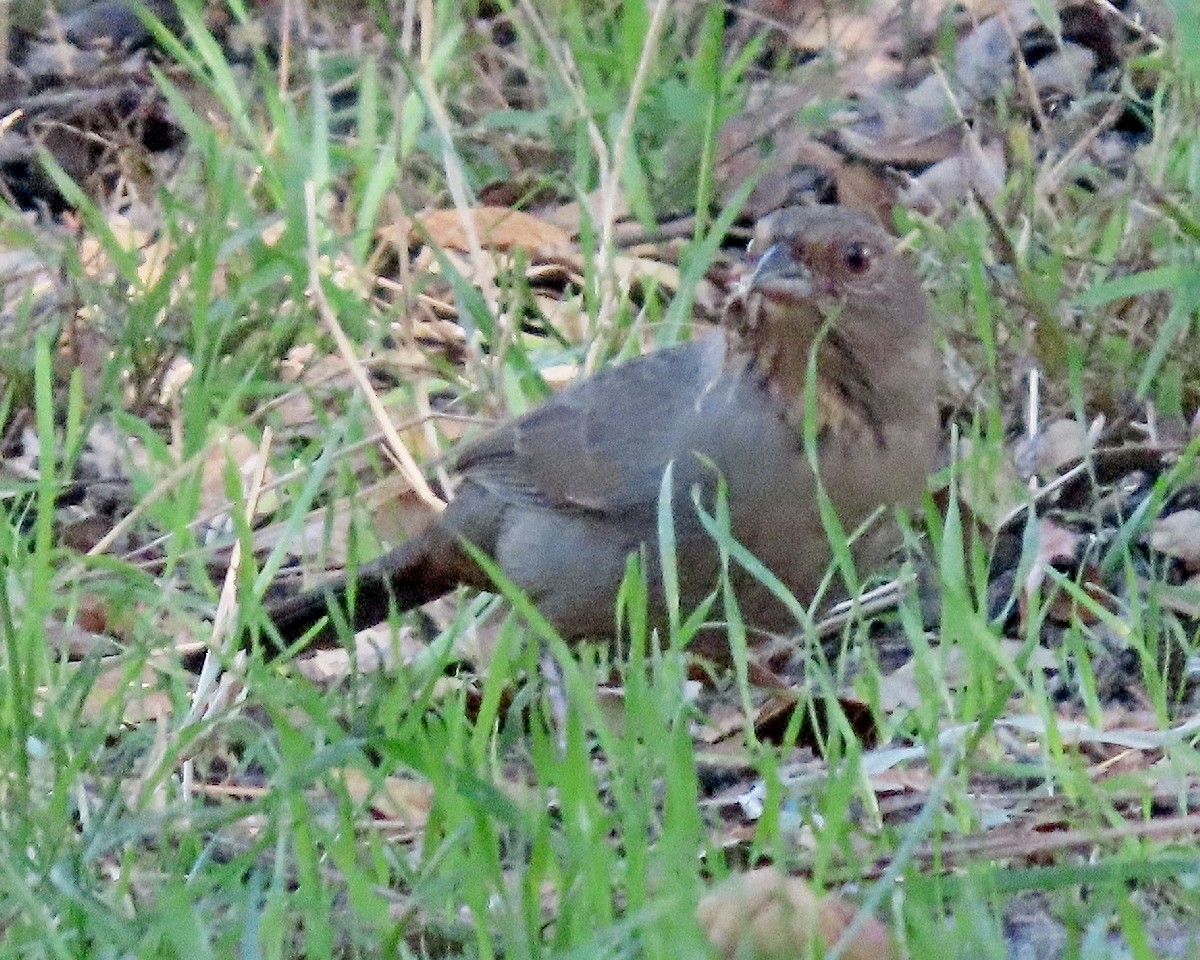 California Towhee - ML644284134