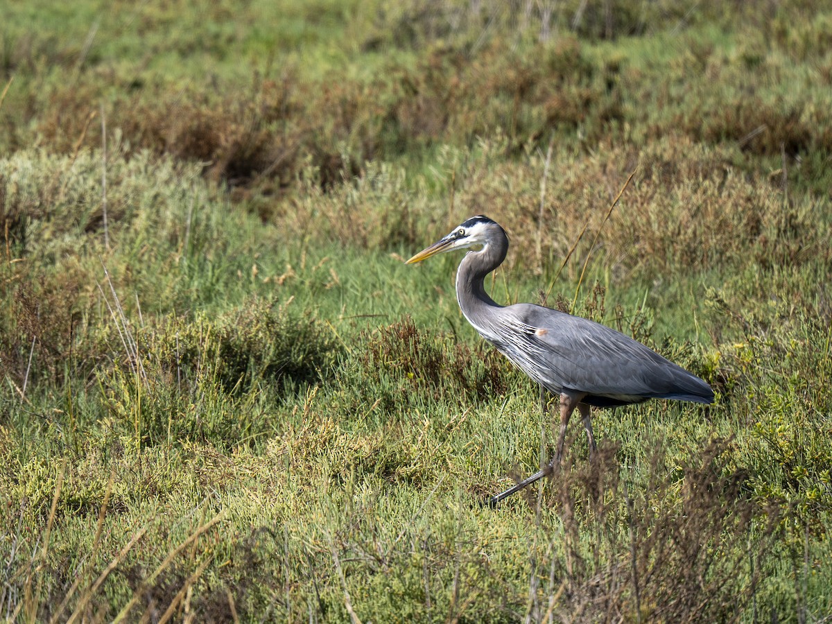 Great Blue Heron - ML644284140