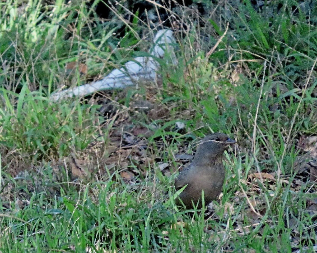 California Towhee - ML644284141