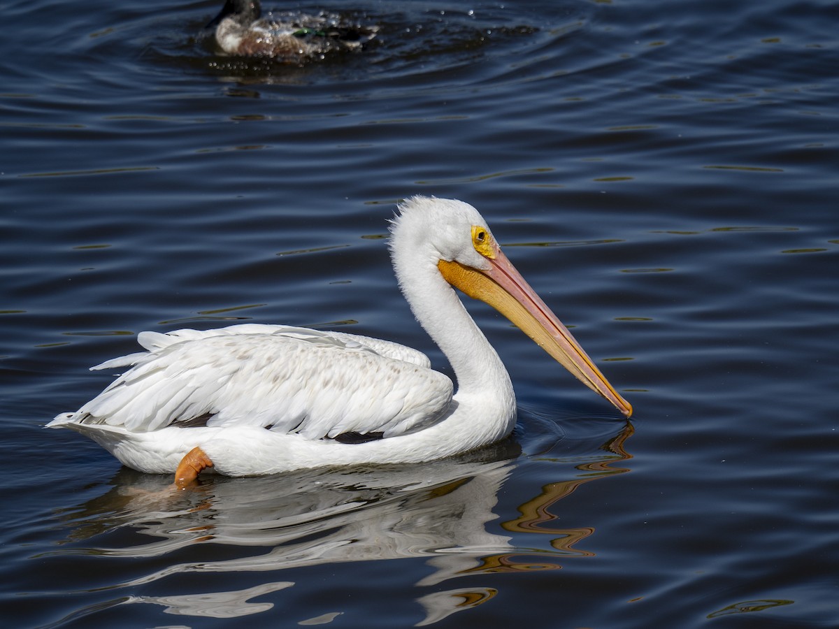 American White Pelican - ML644284157