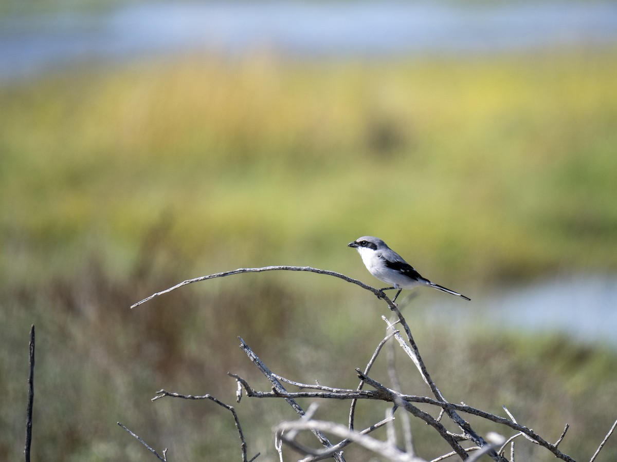 Loggerhead Shrike - ML644284163