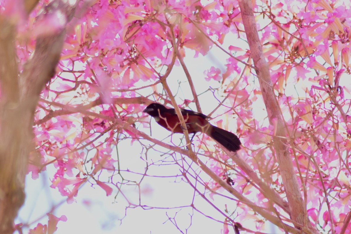 Silver-beaked Tanager - ML644284165