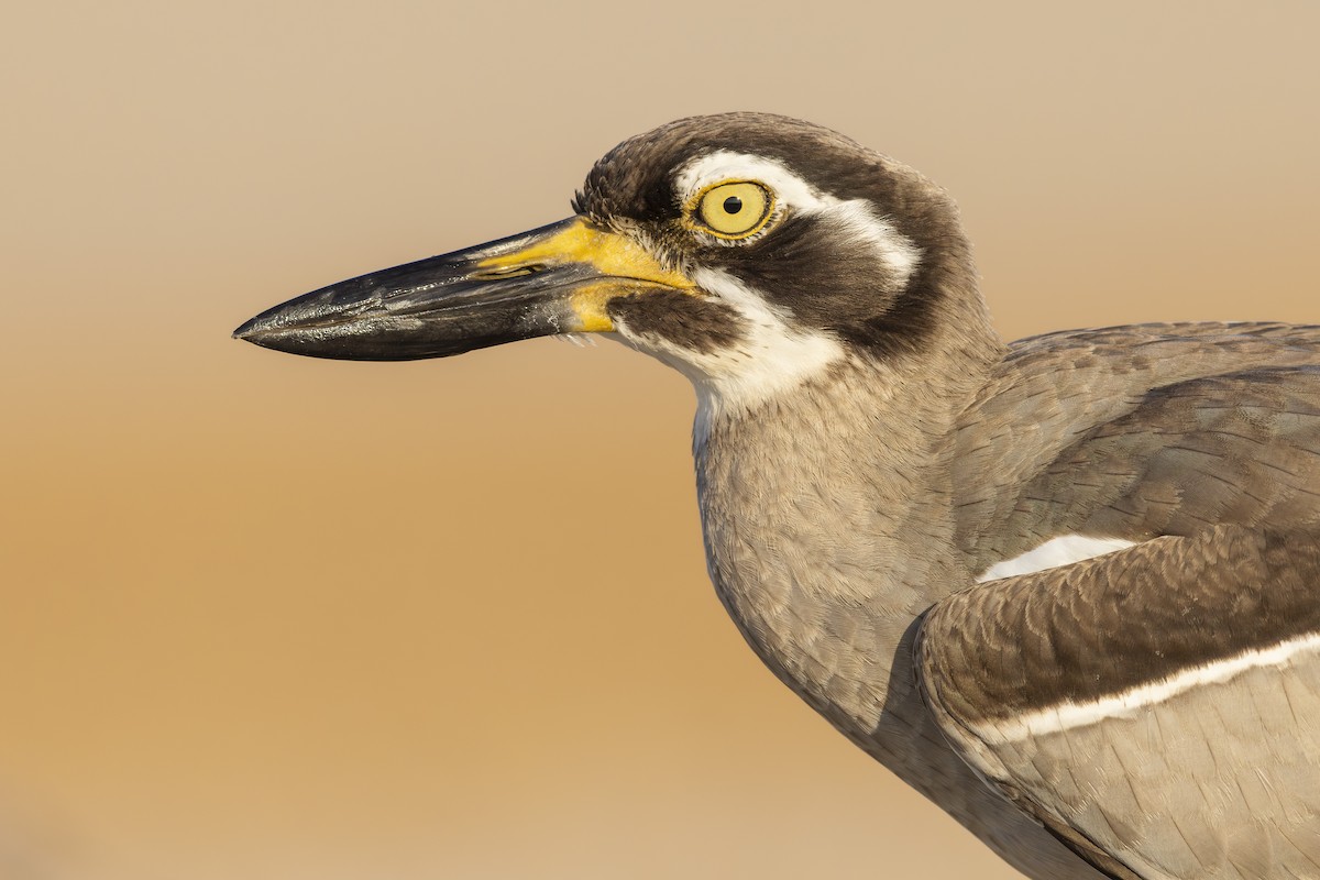Beach Thick-knee - ML644284179