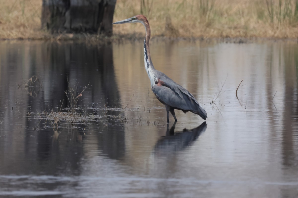 goliathegre - ML644284185