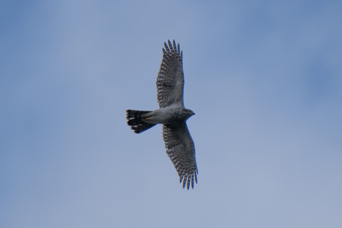 Үлэг харцага - ML644284189