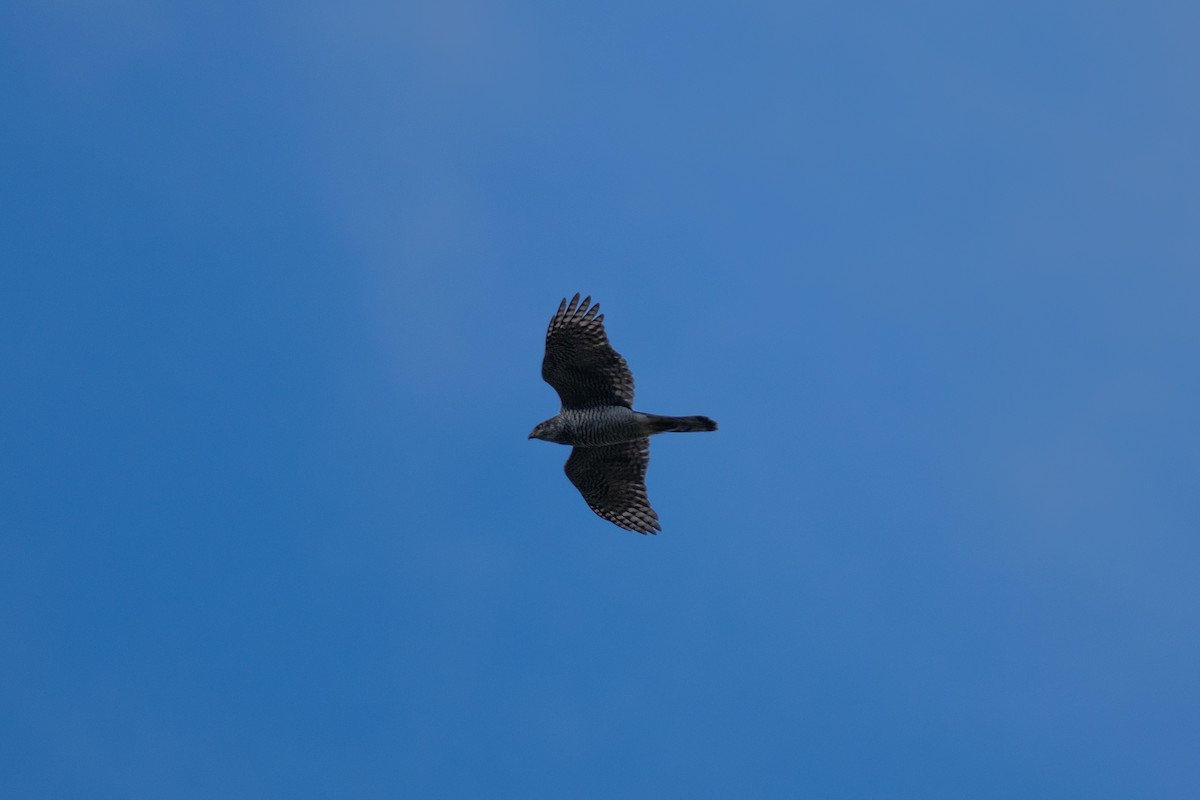 Үлэг харцага - ML644284191