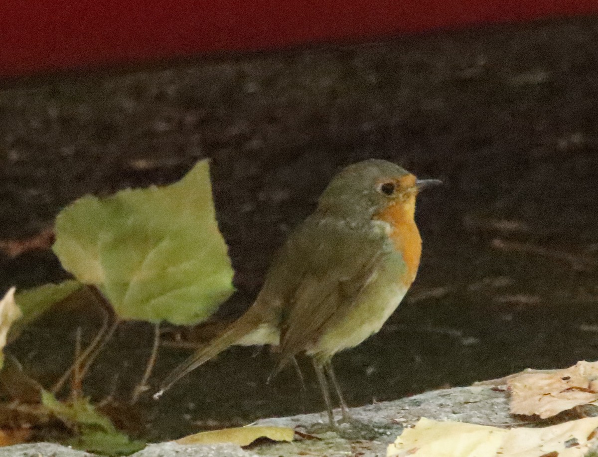 Өрнийн зээрд омруут - ML644284198