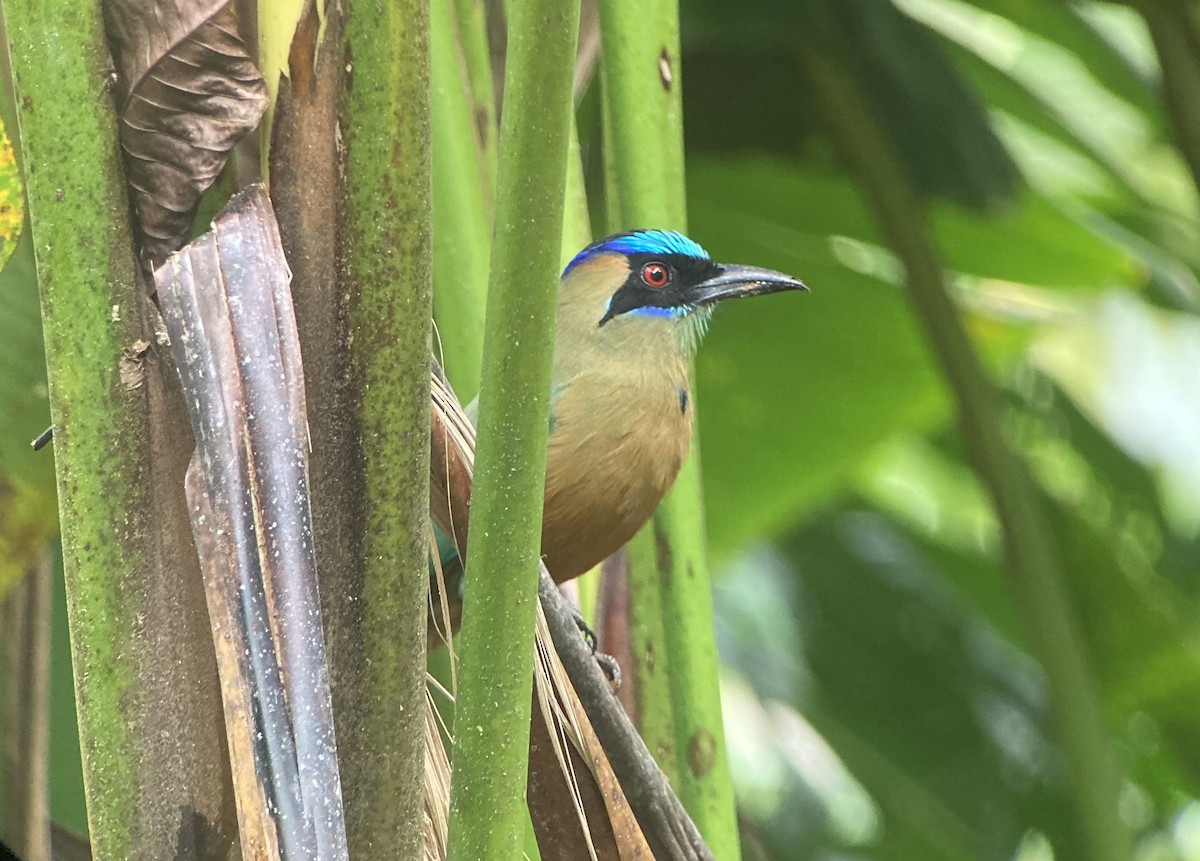 Whooping Motmot - ML644284227