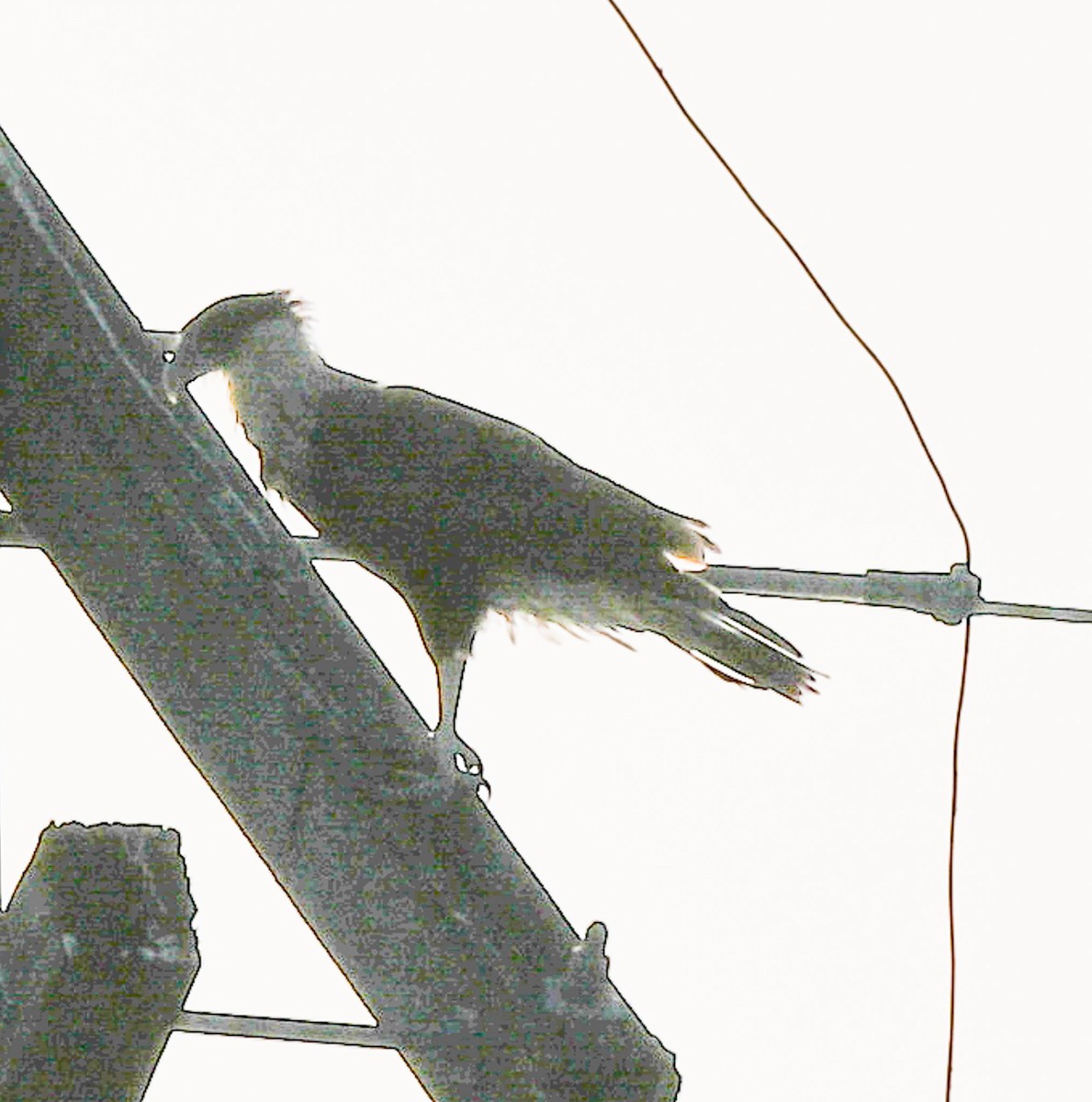 ミナミカラカラ - ML644284228