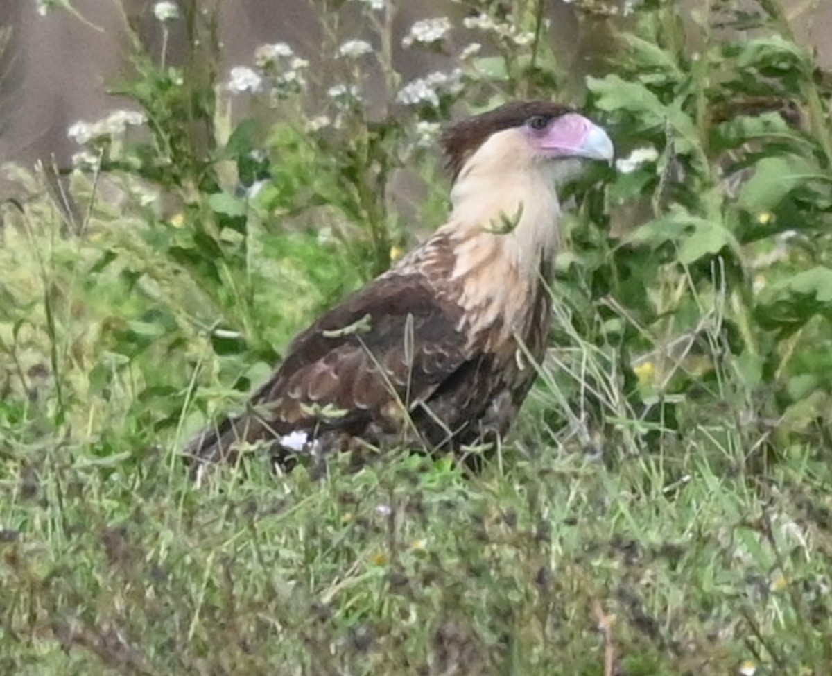 ミナミカラカラ - ML644284229