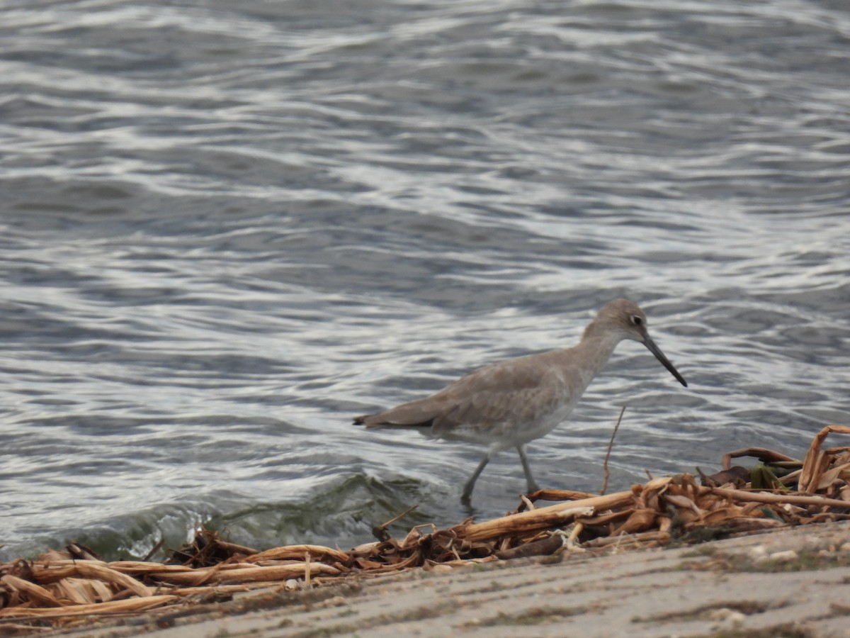 Willet - ML644284231