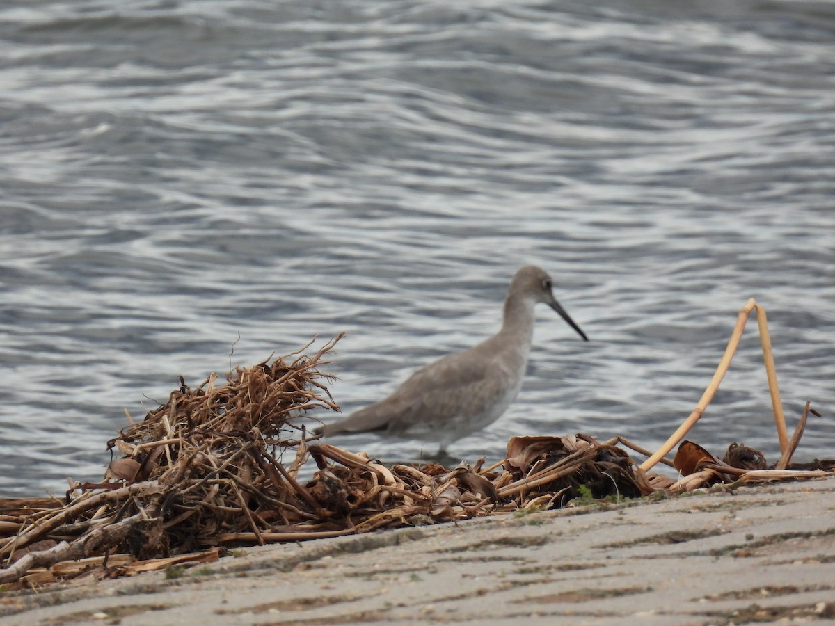 Willet - ML644284232