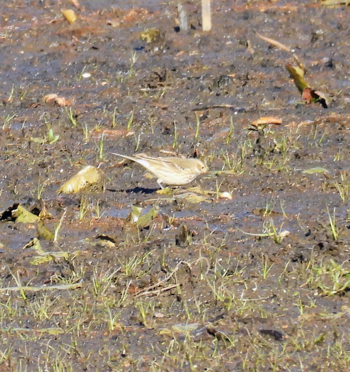 American Pipit - ML644284233