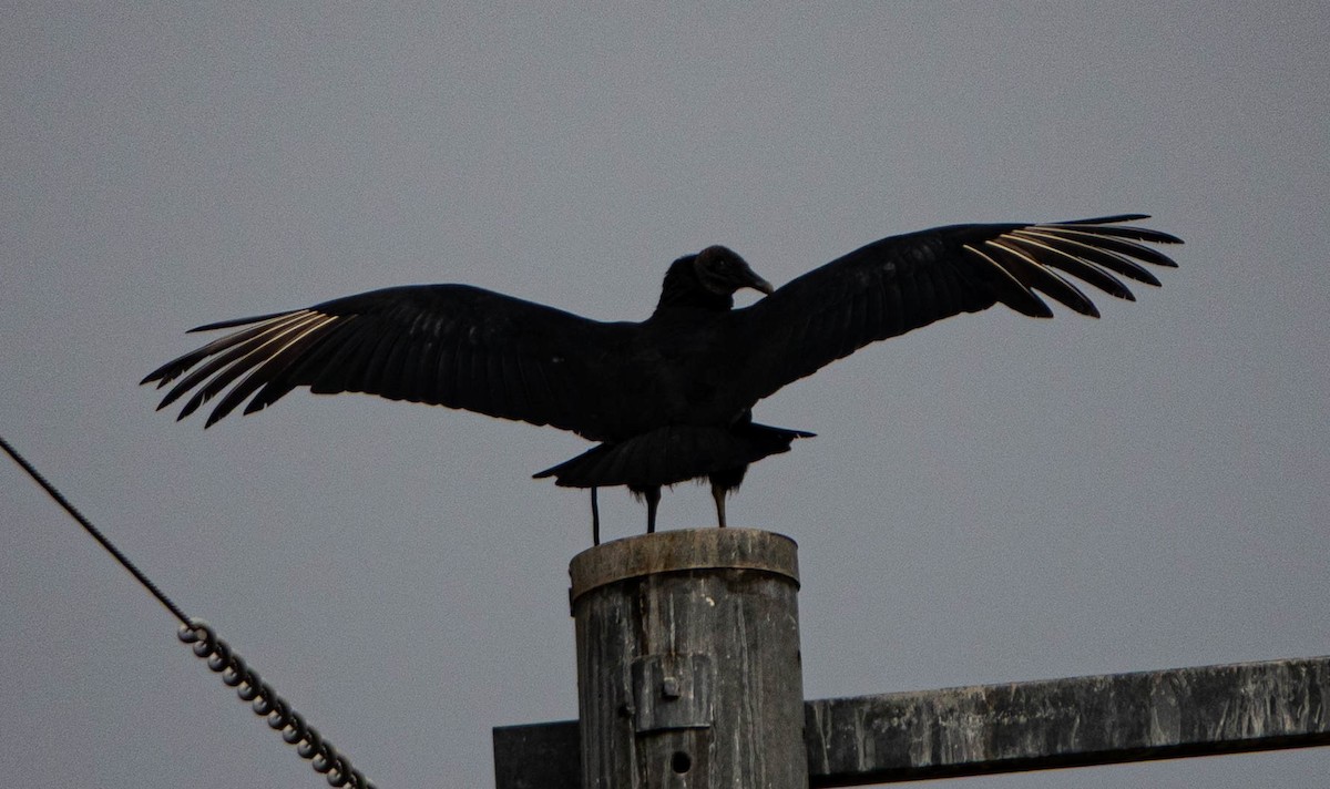 Black Vulture - ML644284255