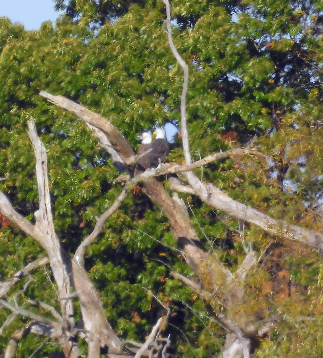 Bald Eagle - ML644284263